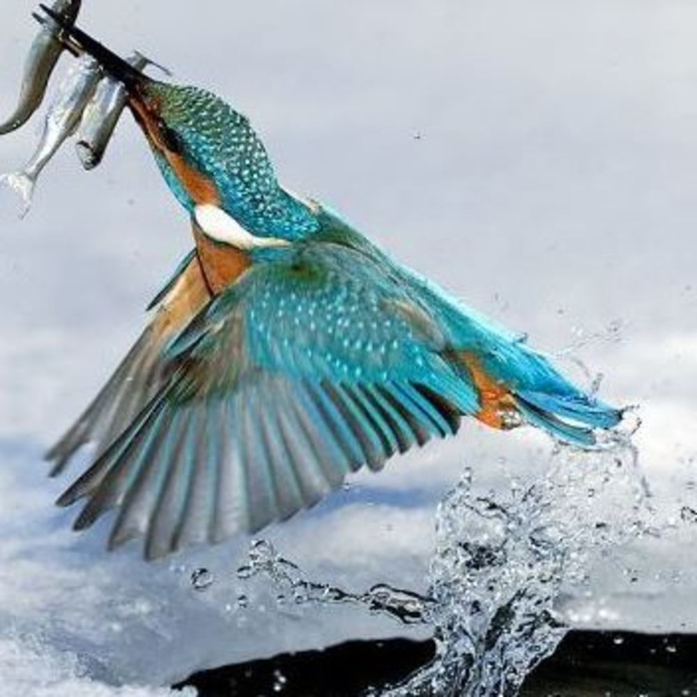 Meet your Posher, Tosha